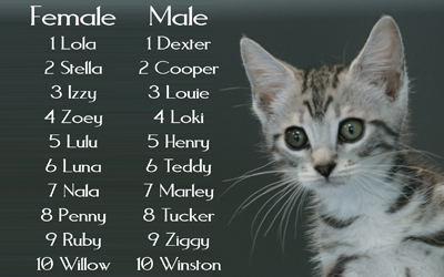 Cats Names Male - Mature Milf