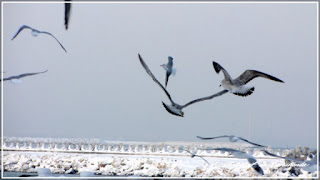 Winter Casino Constanta