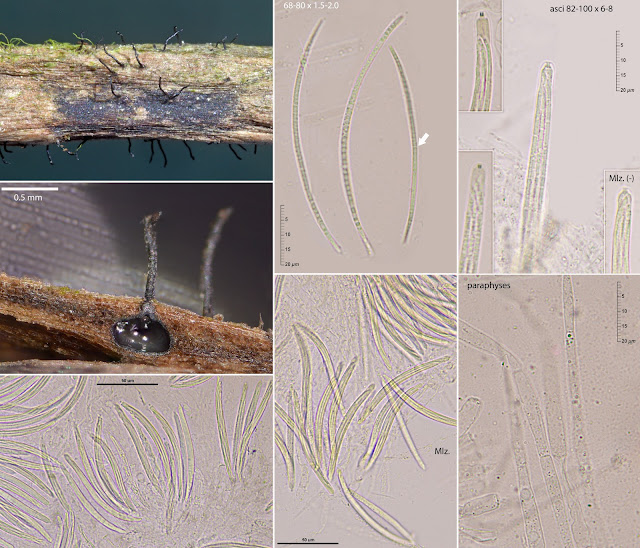 Ophioceras cf. commune 