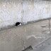 Hitting a cat on the road is upsetting to the car driver