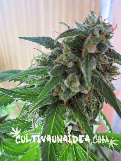 Planta cannabis floración Planta cannabis floración