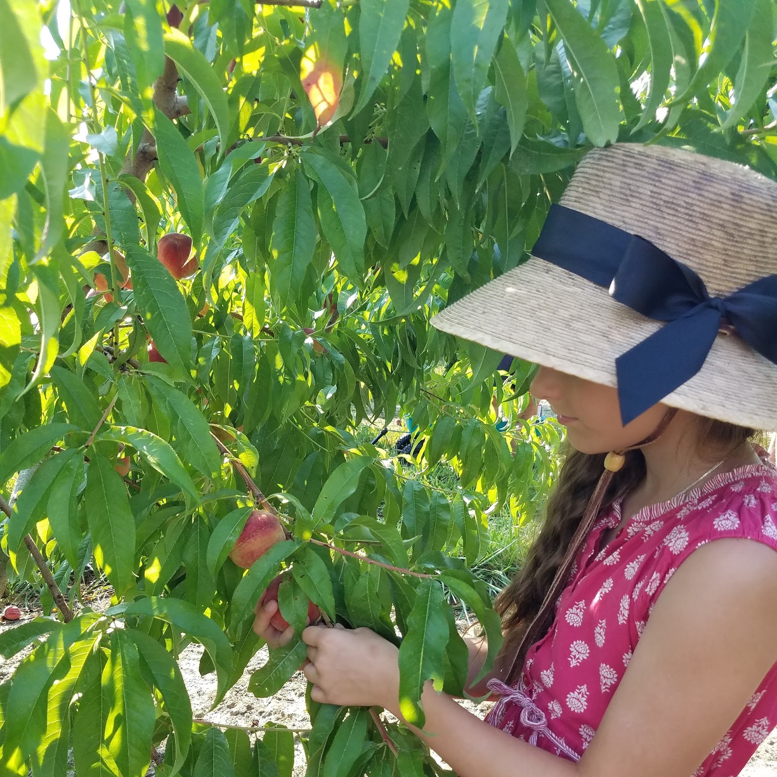 Charming the Birds from the Trees Blushing Star Peaches