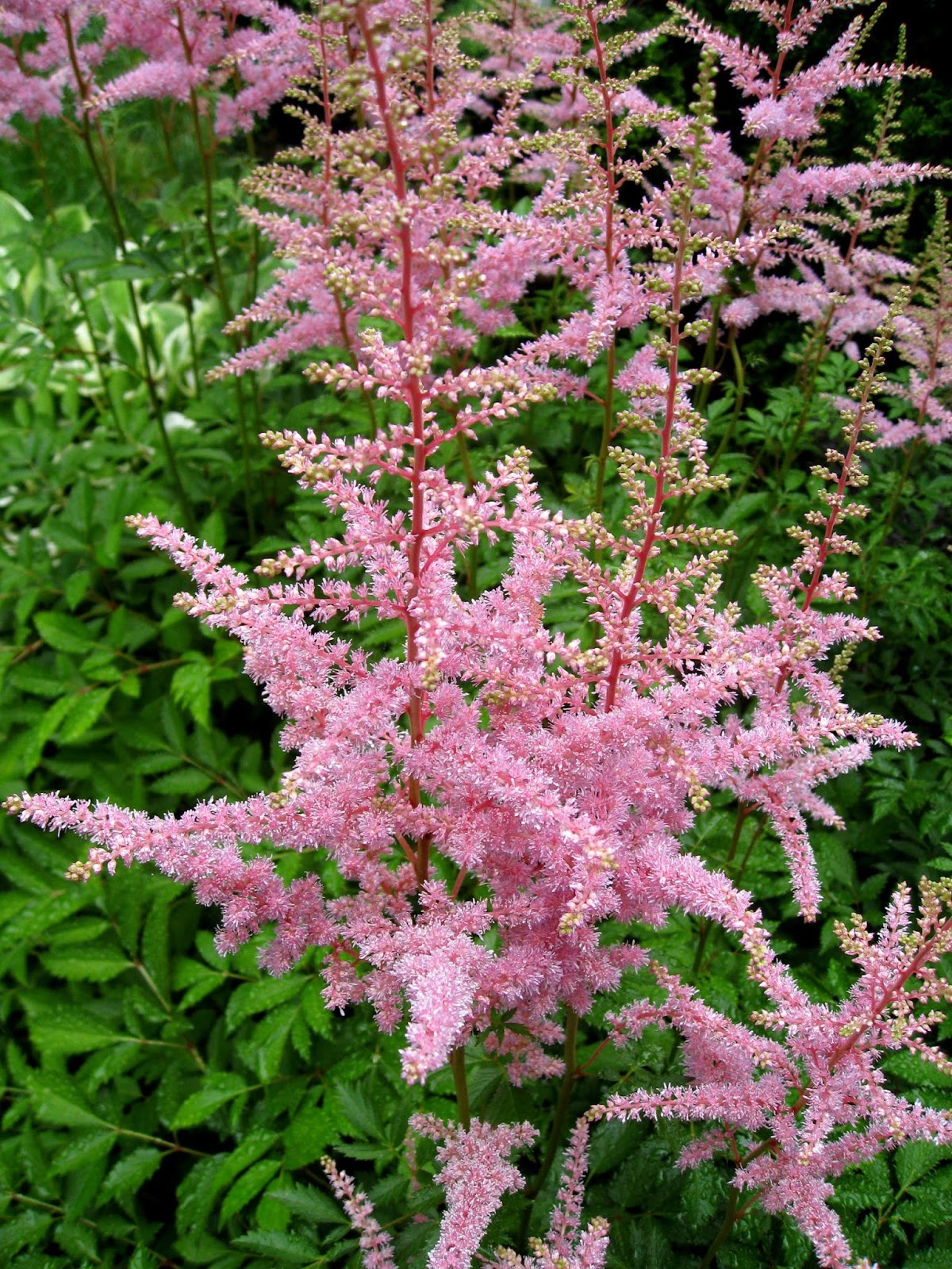 Image Astilbe_bunch_2.jpg free for use with attribution