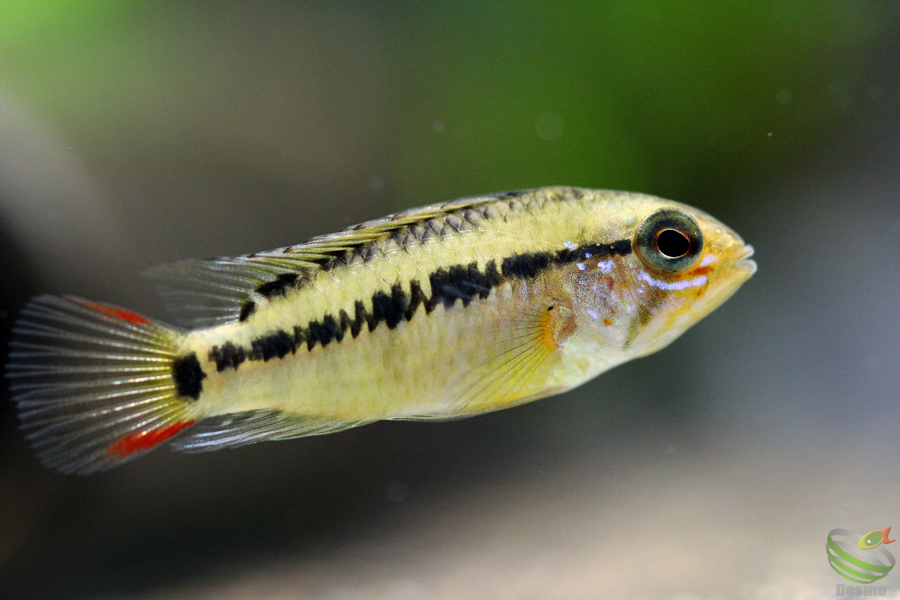 アピストグラマ メンデジィ トリオ F1