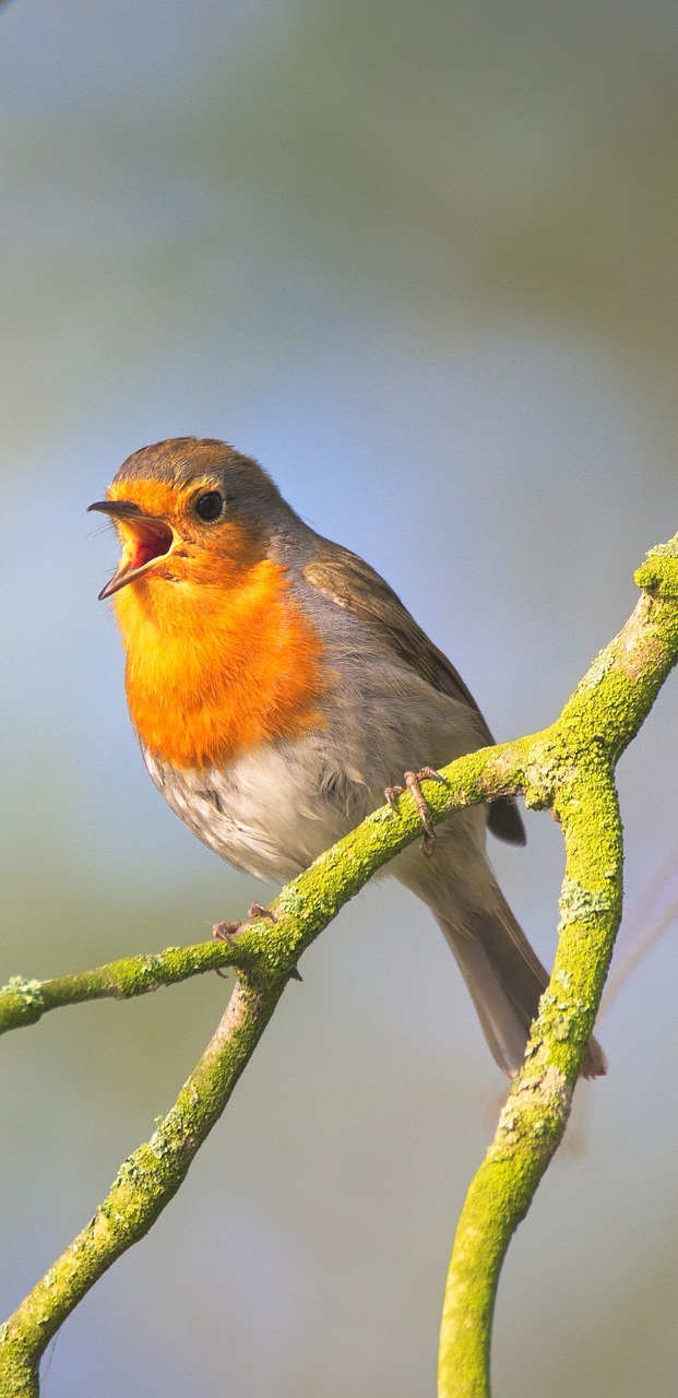 Robin song. Robin song.