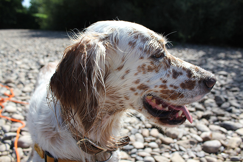 Elsa, English Setter dog, wet profile.