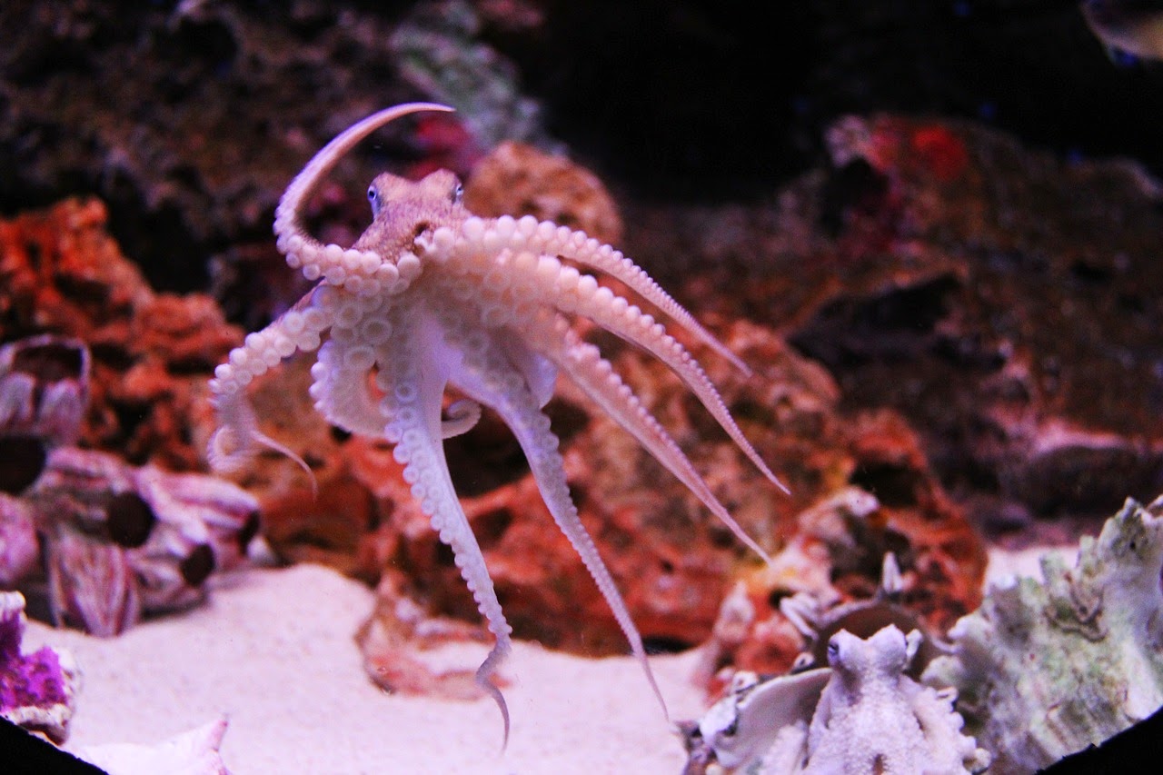 Neat Questions What Is Octopus Ink Made Of 