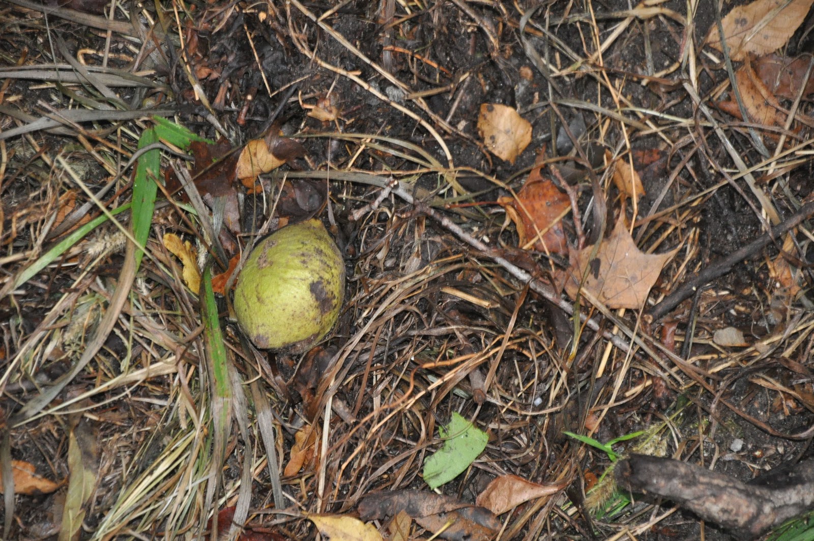 An Adirondack Naturalist in Central New York Things Falling from Trees