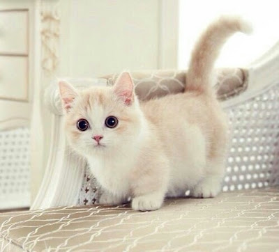 صور قطط كيوت صور قطط كيوت