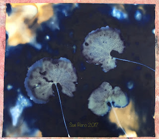 Wet cyanotype_Sue Reno_Image 238