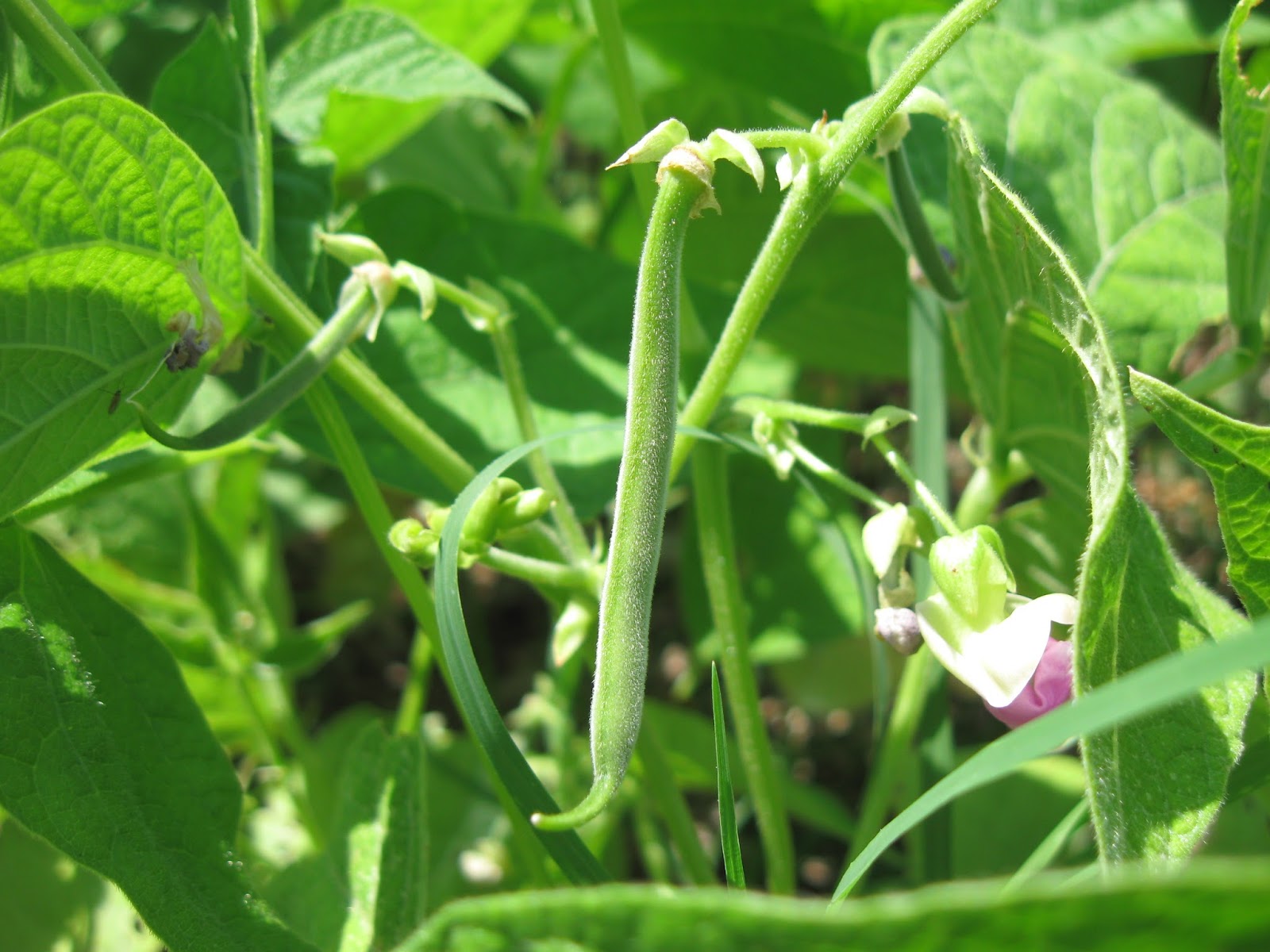 Kentucky Fried Garden Fruiting Vegetables in June