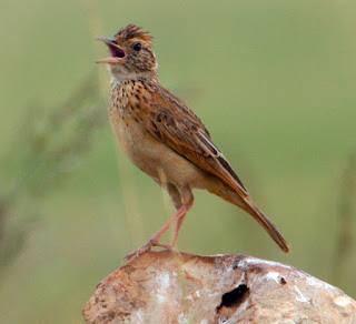 Burung Branjangan - (Mirafra Javanica) Jenis yang Istimewa Yang Bermental Bagus Burung Branjangan - (Mirafra Javanica) Jenis yang Istimewa Yang Bermental Bagus