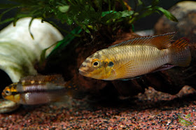 Pelvicachromis subocellatus "moanda" spawning
