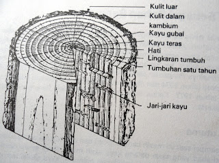 struktur kayu 