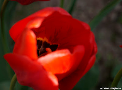 Lalea Tulpen Tulip Tulipe Tulipán Τουλίπα