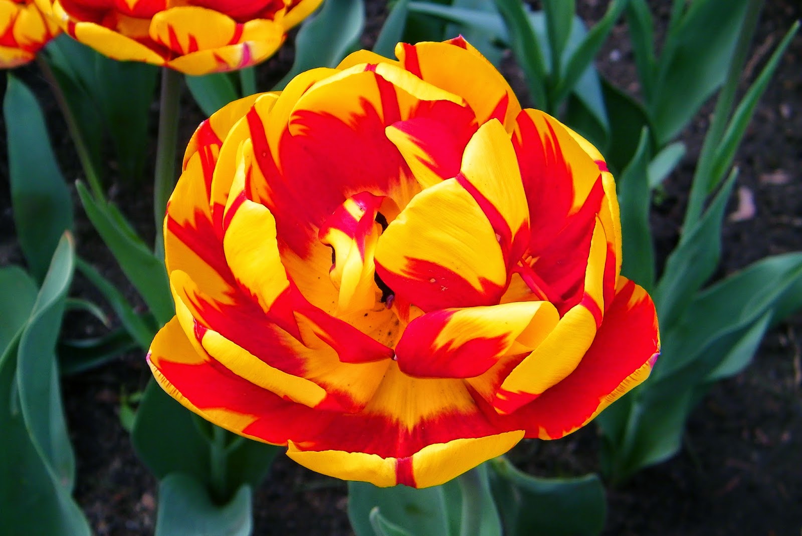tulipany w ogrodzie botanicznym