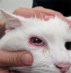 Kenapa Mata Kucing Tiba Tiba Ada Kelopak Putih Antara Mata 