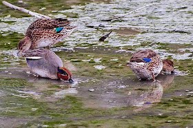Birds similar to ducks feed in wetlands