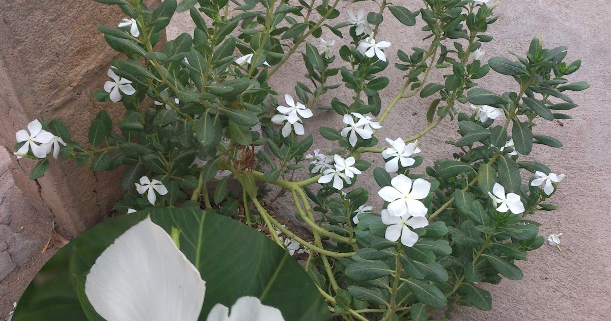 Medicinal Plants Catharanthus roseus Vinca rosea Sadabahar