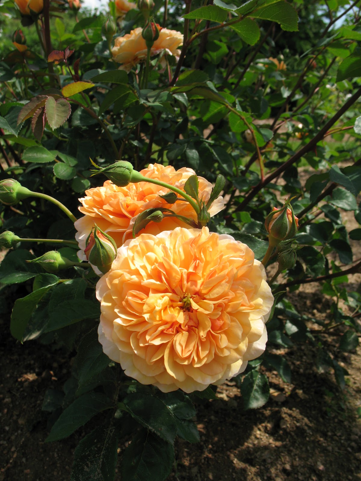 Roses du jardin Chêneland: Rosier 