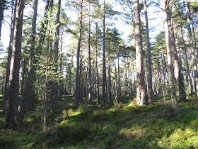 Scottish Forest