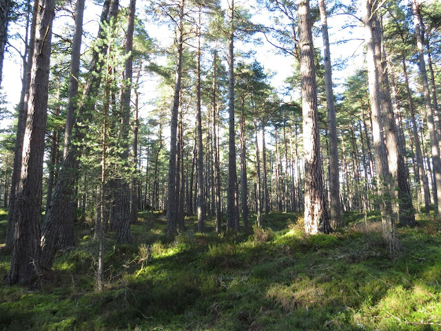 Scottish Forest