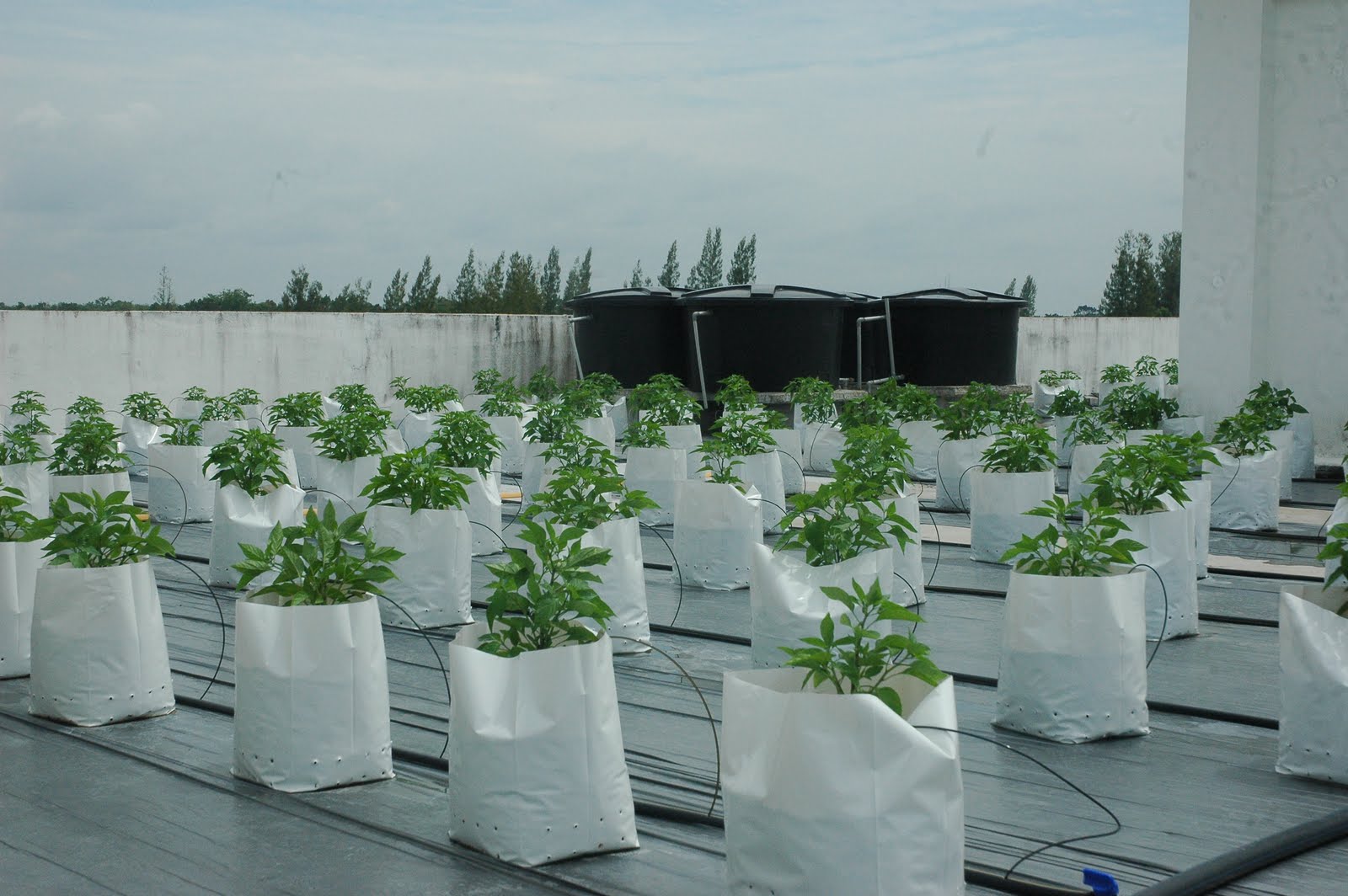 My little vegetable garden rooftop vegetable gardening chili flowering