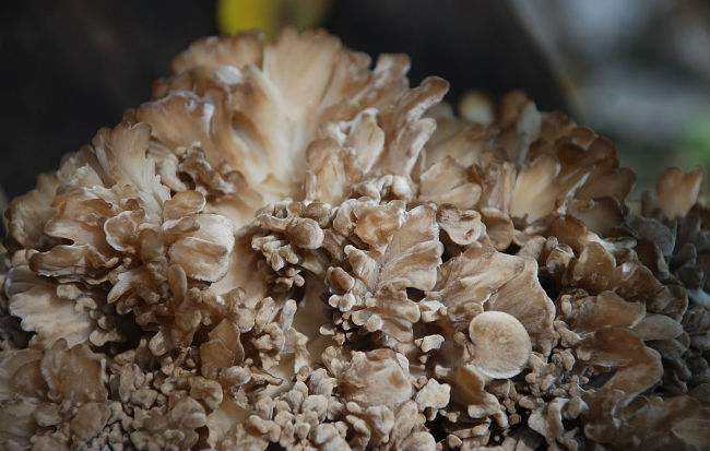 Il fungo medicinale maitake (Grifola frondosa)