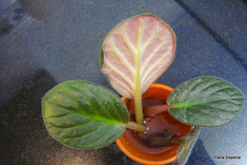 Como Hacer Que Le Salgan Raices A Una Rosa