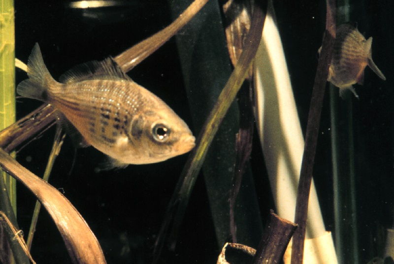 Ikan perak ( Cymatogaster aggregatus ) Gambar Ikan perak ( Cymatogaster aggregatus ) bernafas dengan insang dan termasuk jenis ikan bertulang sejati