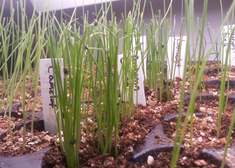 The Gardening Me Saving Allium Seed & Transplanting Leeks