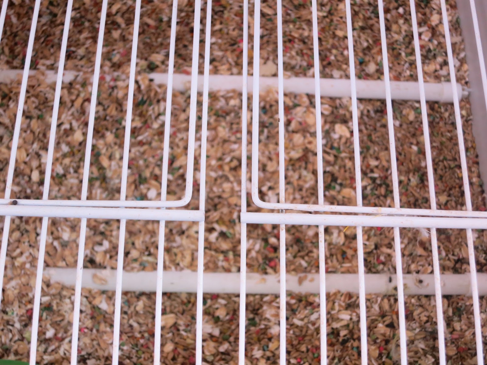 Canary Tales Danger of Wire Bottom Cages