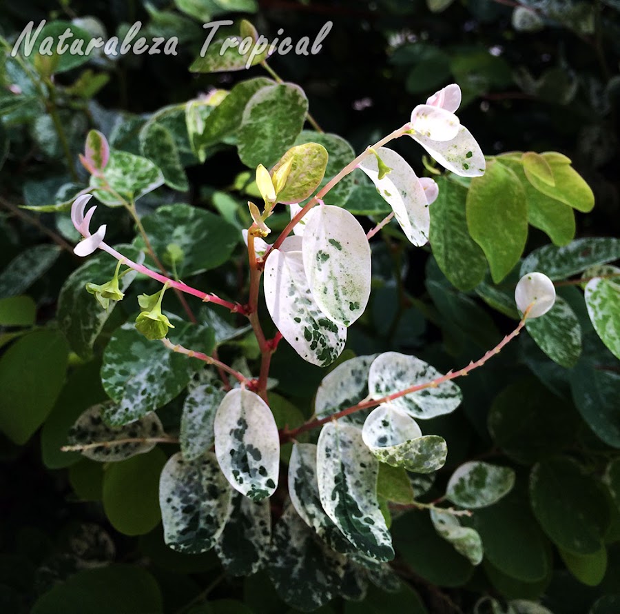 Variegación en hojas de una planta
