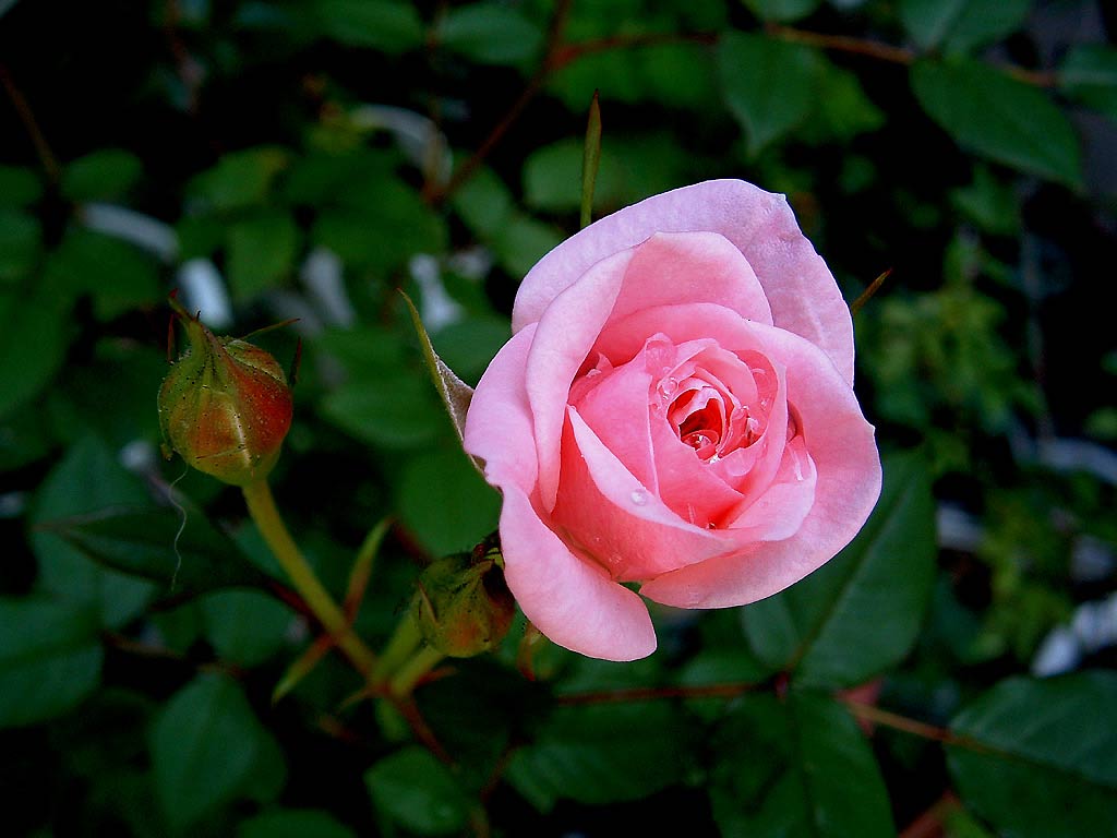 Wallpapers.: July 2011