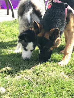 Husky and Shepherd Outdoor Play