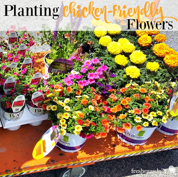 Planting ChickenFriendly Edible Annual Flowers Fresh Eggs Daily