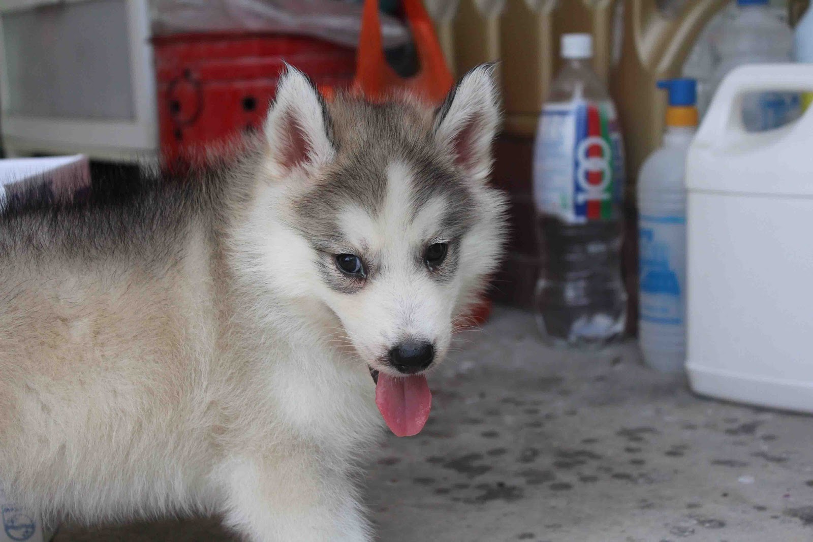 Royal Canin Puppy Food >> LovelyPuppy: Male Siberian Husky Puppy Royal Canin Puppy Food >> LovelyPuppy: Male Siberian Husky Puppy