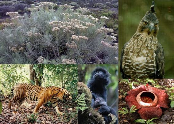 Faktor Faktor Yang Mempengaruhi Persebaran Flora Dan Fauna Di Indonesia Ips Asyik