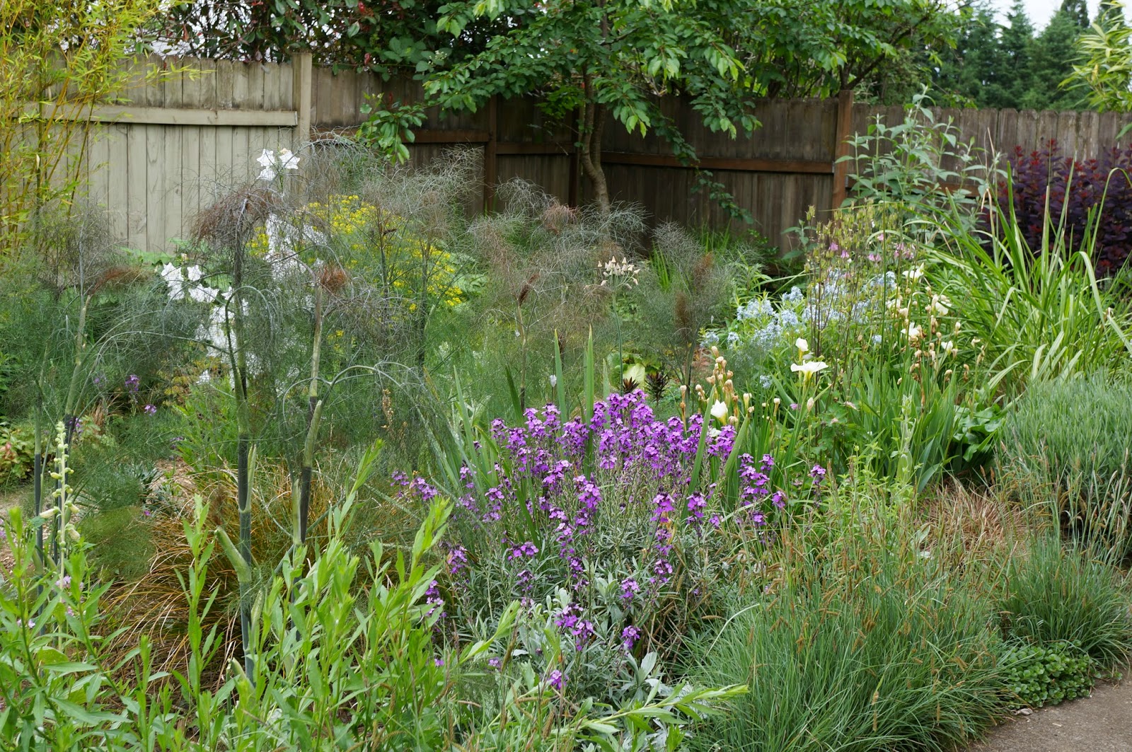 Whatsitgarden Bronze Fennel...