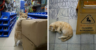 Photographer Documents The Secret Lives Of Cats Living In Hong Kong’s Stores