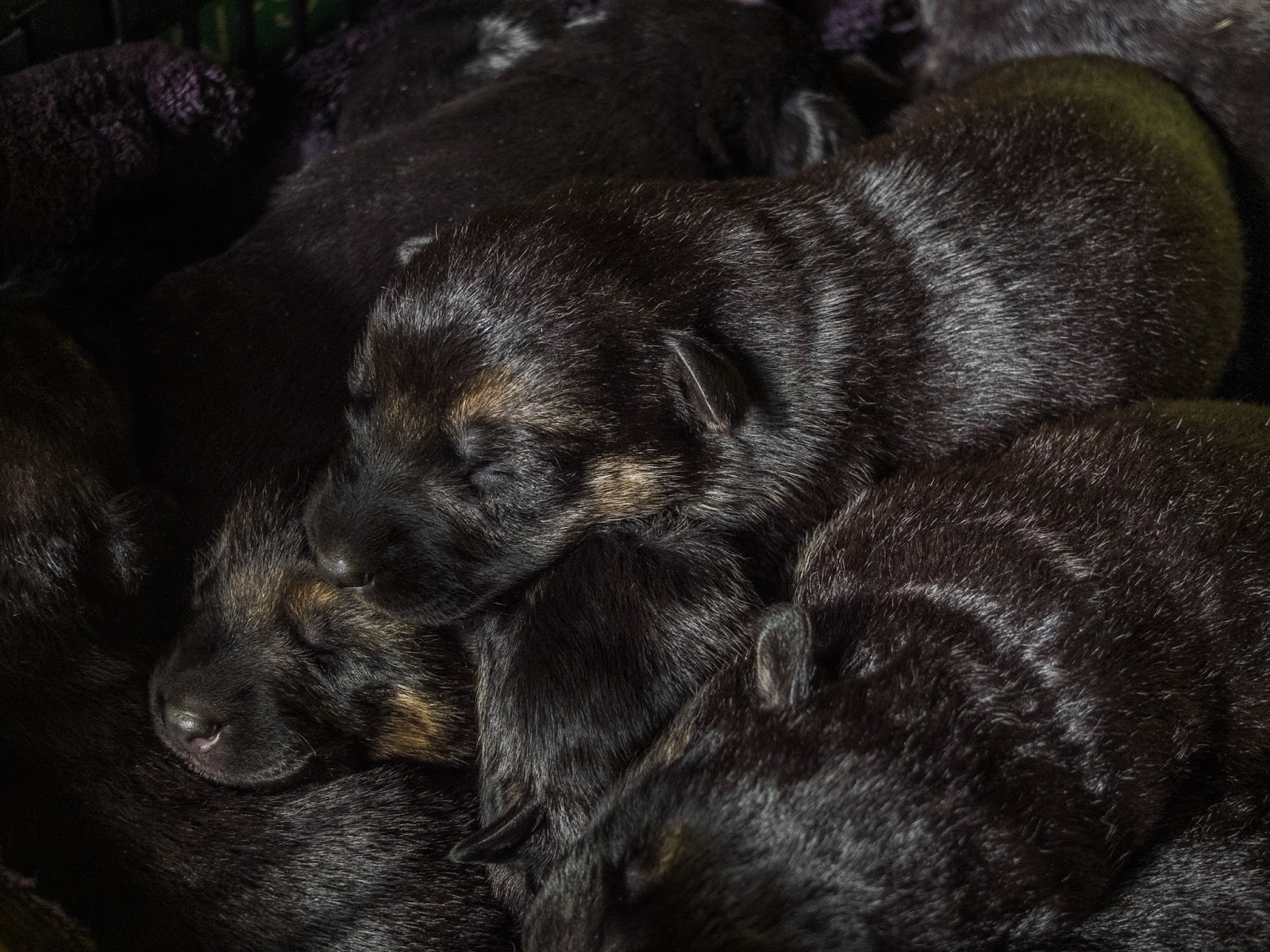 Two week old sleeping German Shepherd puppies.