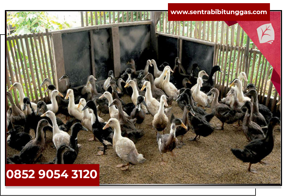 Harga Bebek Hari Ini Jual Bibit Bebek Pedaging Lampung