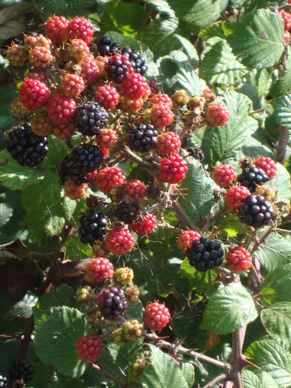Treasures from the Cherry Tree: Autumn days