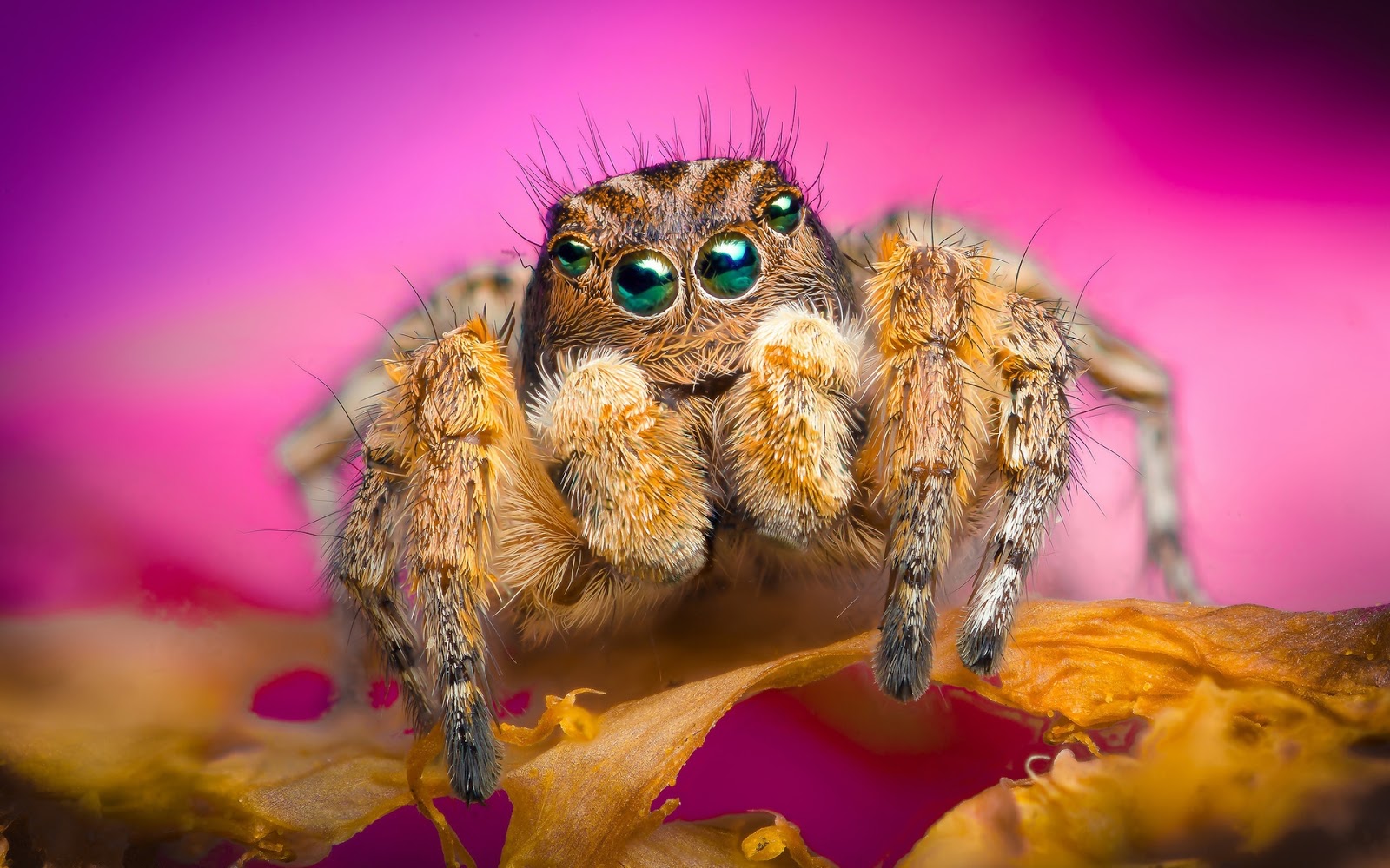15 Best Jumping Spiders images