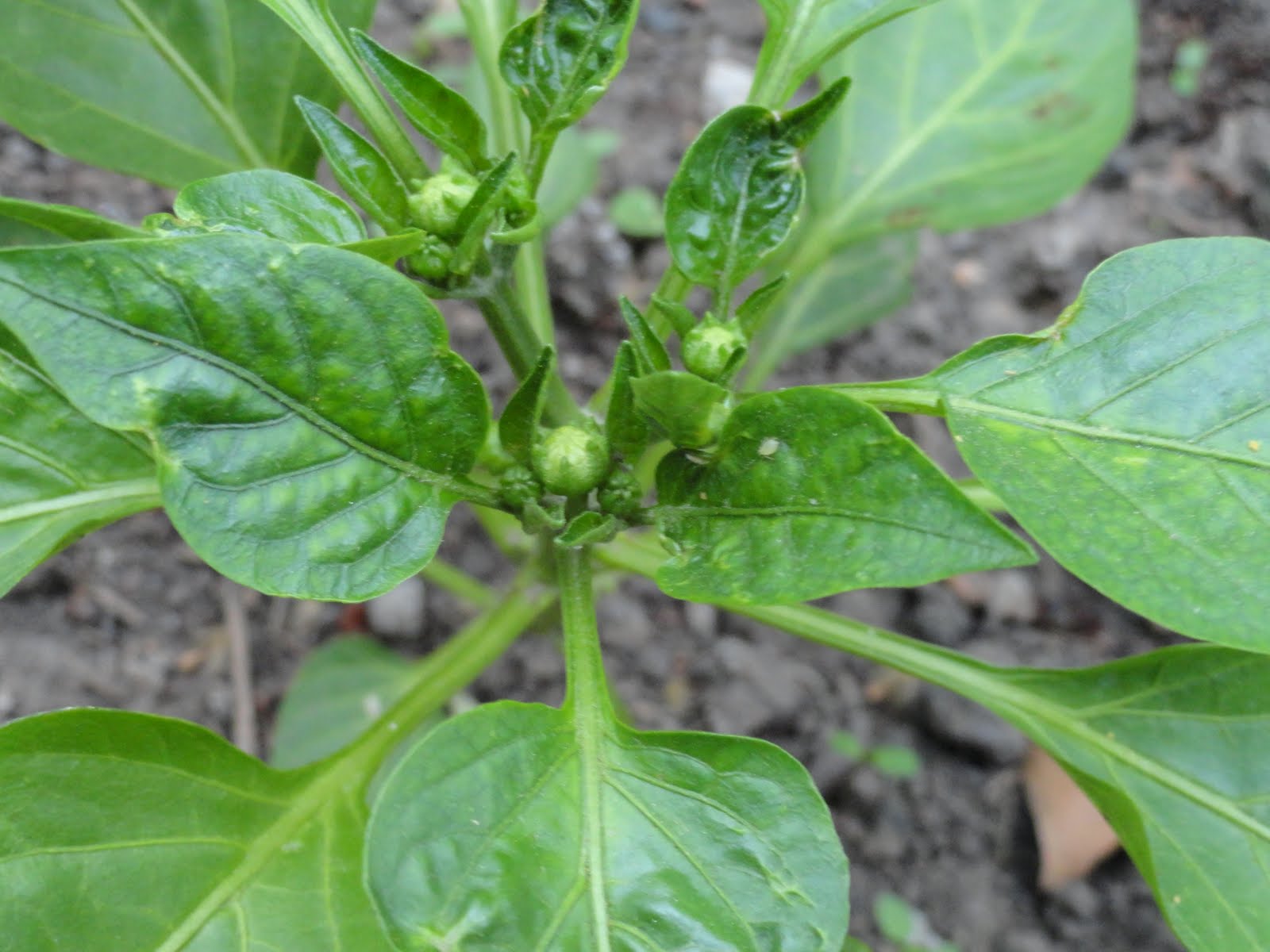 The Alley Gardener Back from Nebraska