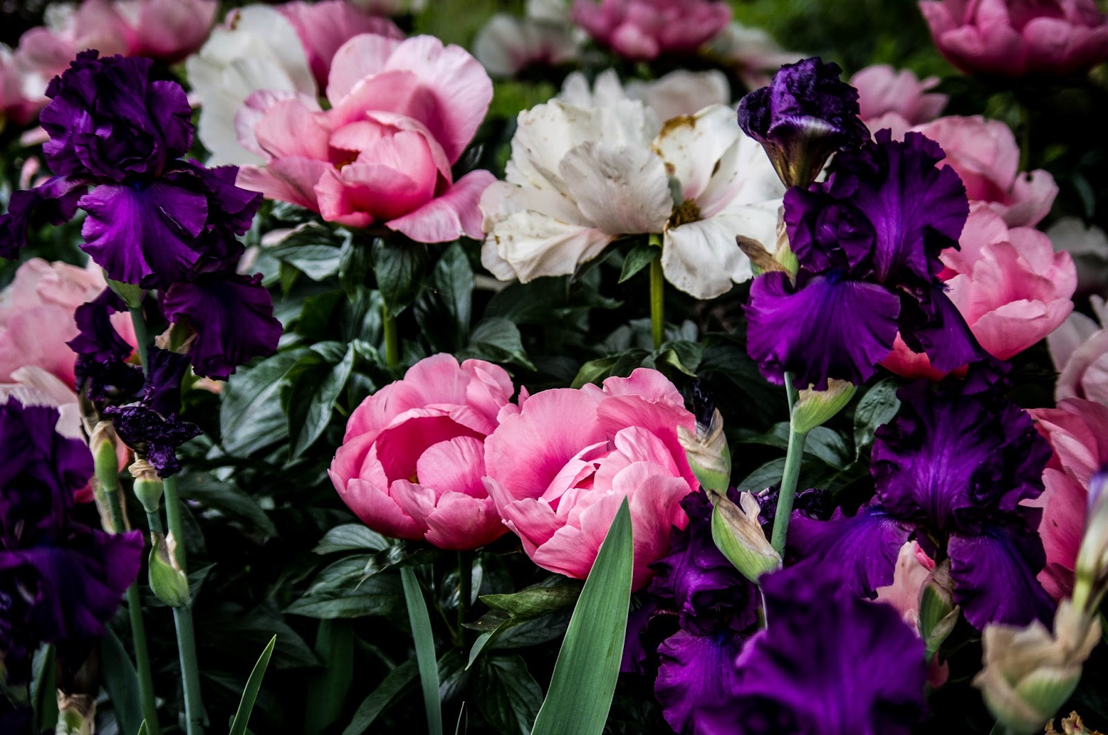 Thom Zehrfeld Photography Peony Season
