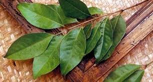 Google Image - Obat alami tradisional asam urat terbuat dari daun salam