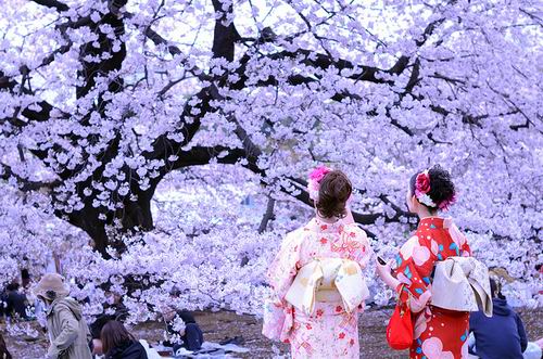 Hanami Hanami