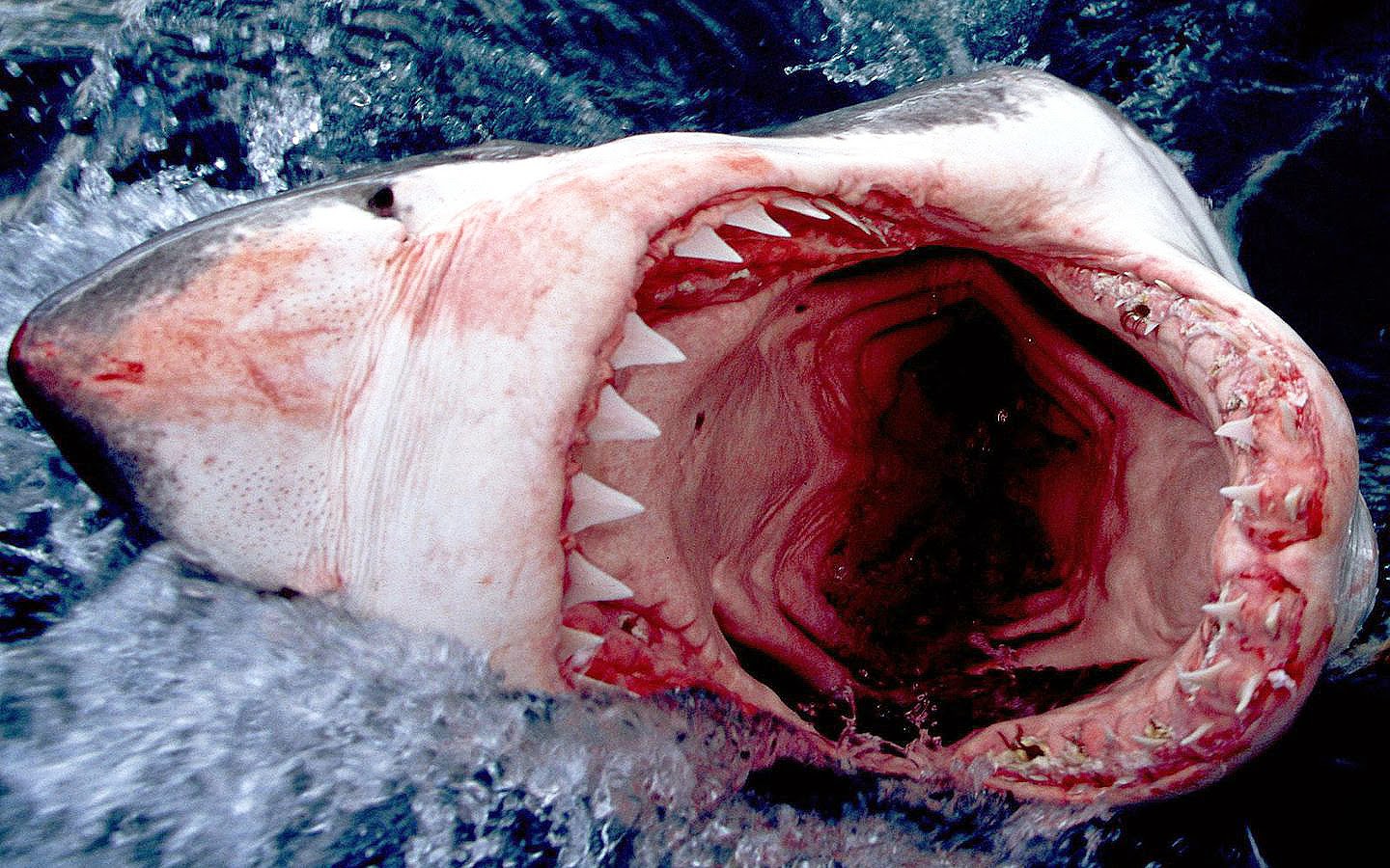 Bureaublad achtergrond van een haai met een bek vol scherpe tanden