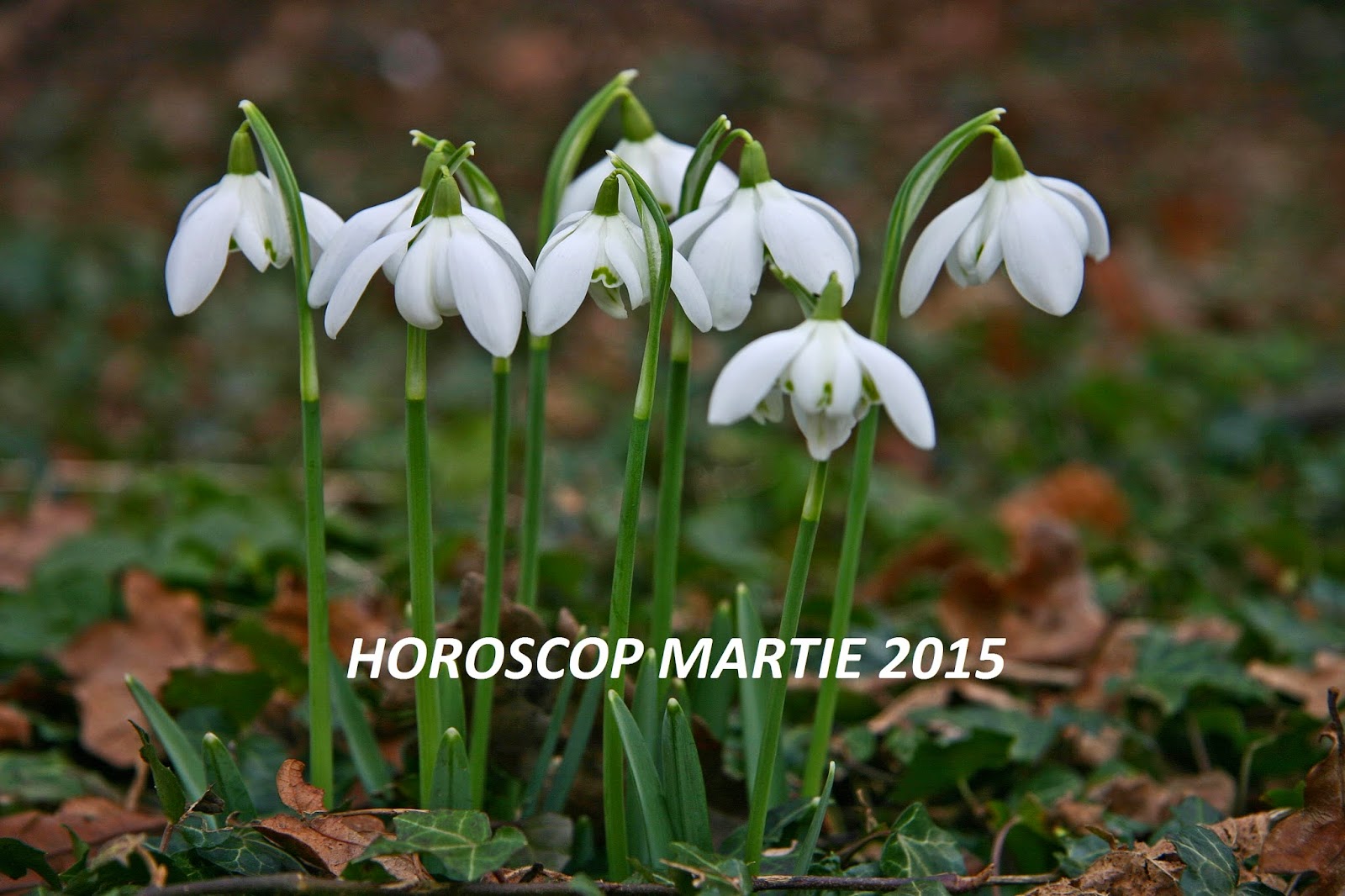 Horoscop martie 2015 - Toate zodiile